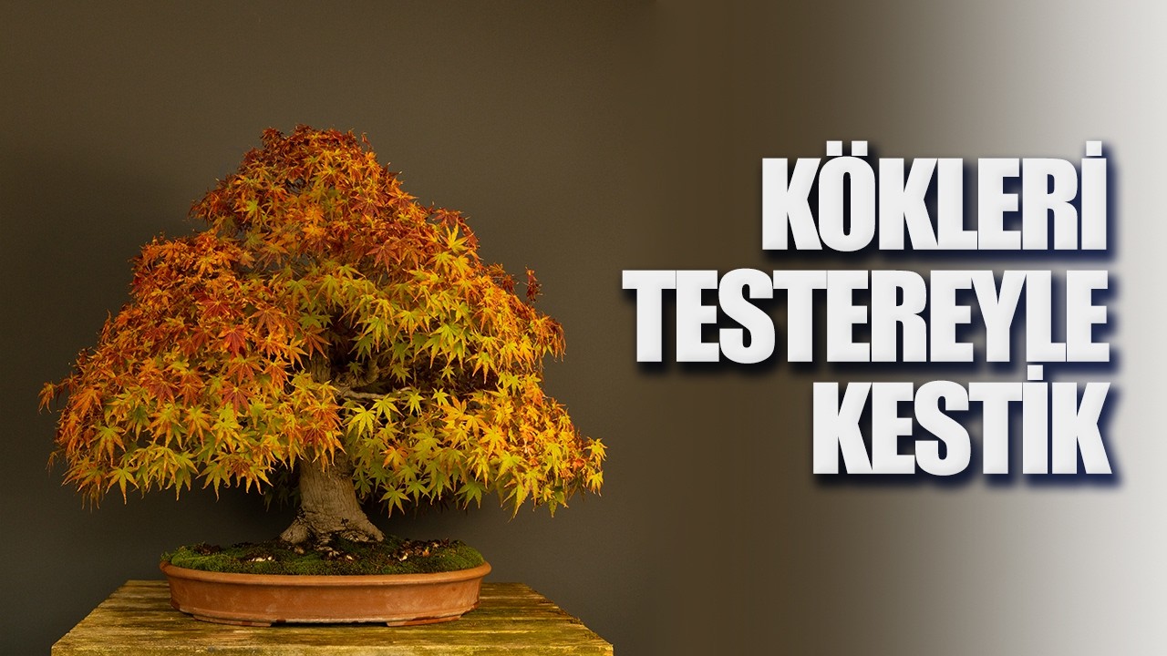 Katsura Japon Akçaağacı Saksı Değişimi