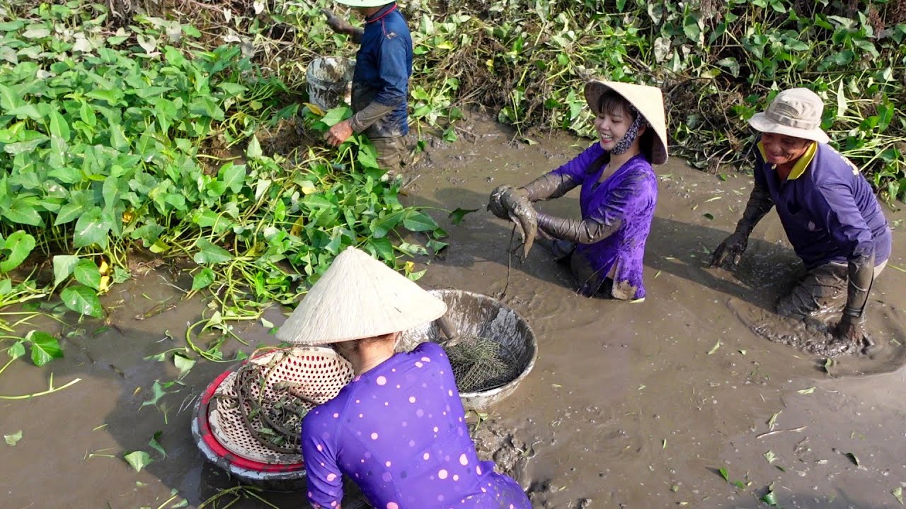 Tát Bờ Bao Cạn Nước Mò Bắt Cá dính Cá Lóc Cá Rô Thấy Ham | HQ #1130