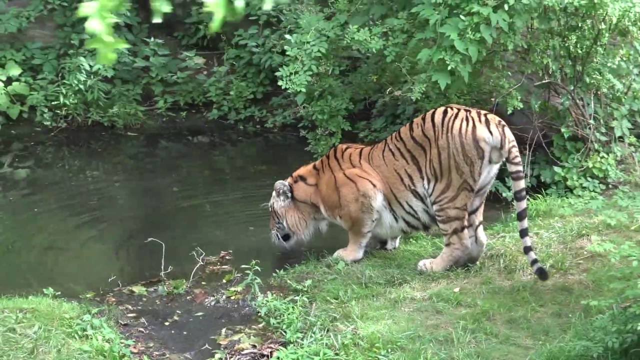 Bronx Zoo (2016) *60FPS*
