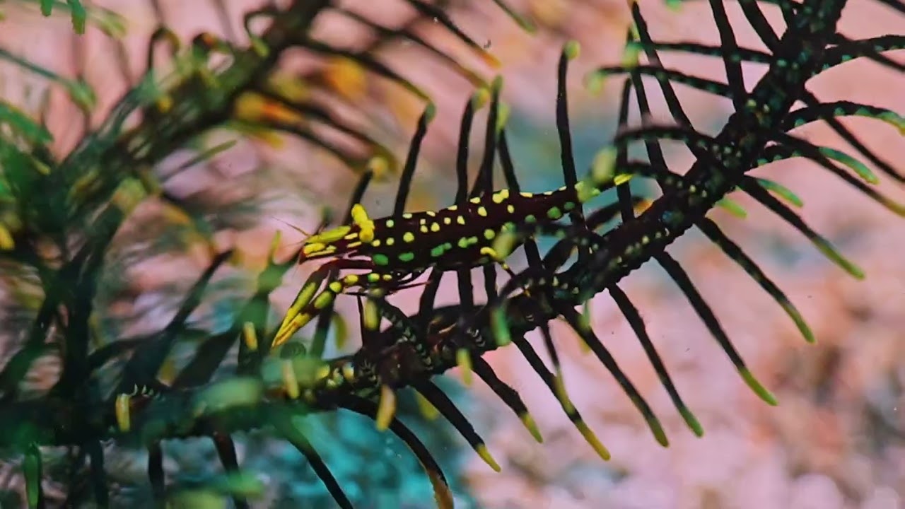 Taking macro pictures of small creatures at Anilao Photo Academy in December 2024
