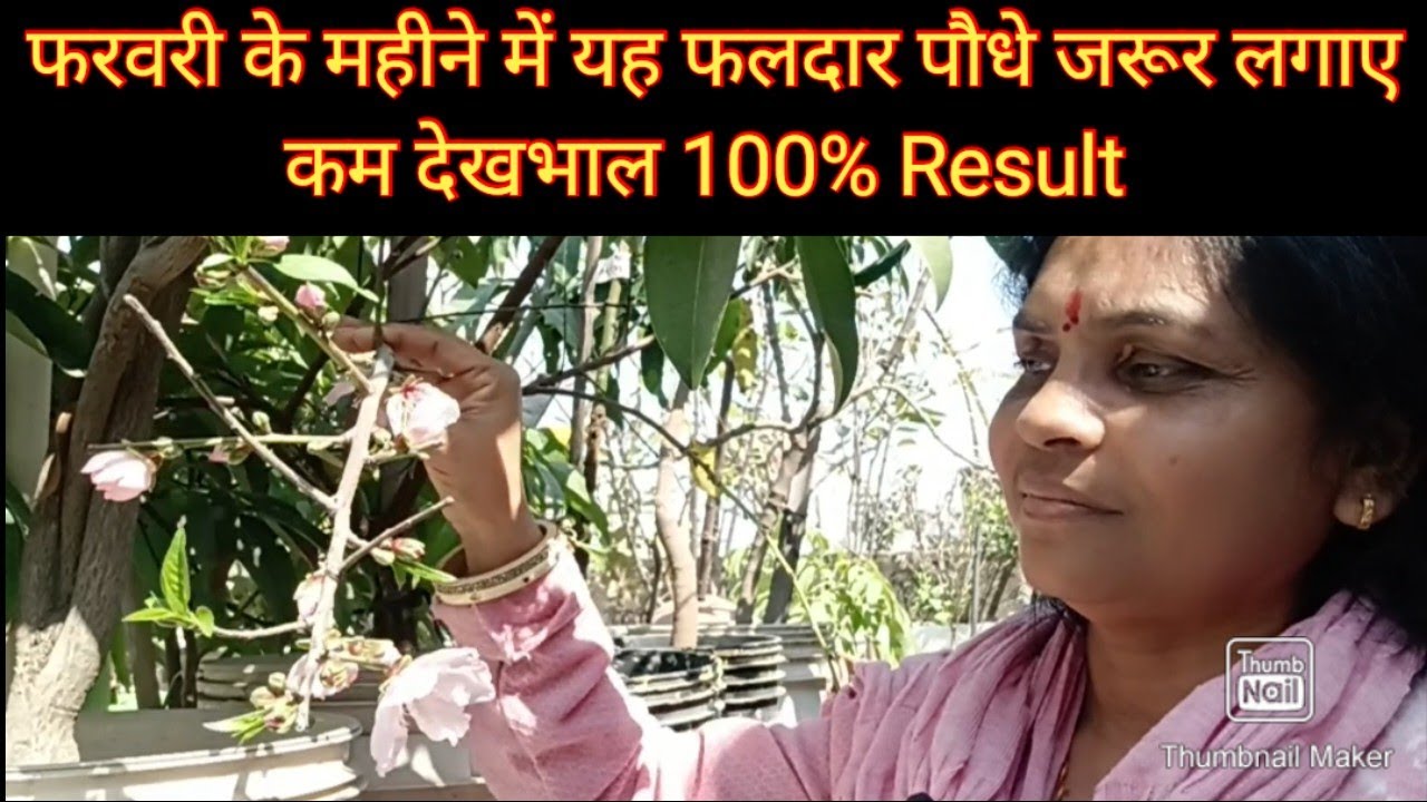 फरवरी के महीने में ये फलदार पौधे जरूर लगाए गमले में भी 100% Result कम से कम देखभाल वाले पौधे