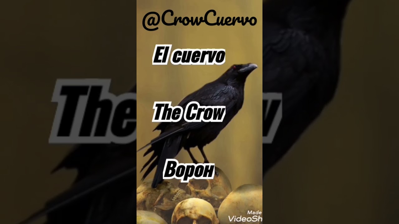 canto o sonido de cuervo