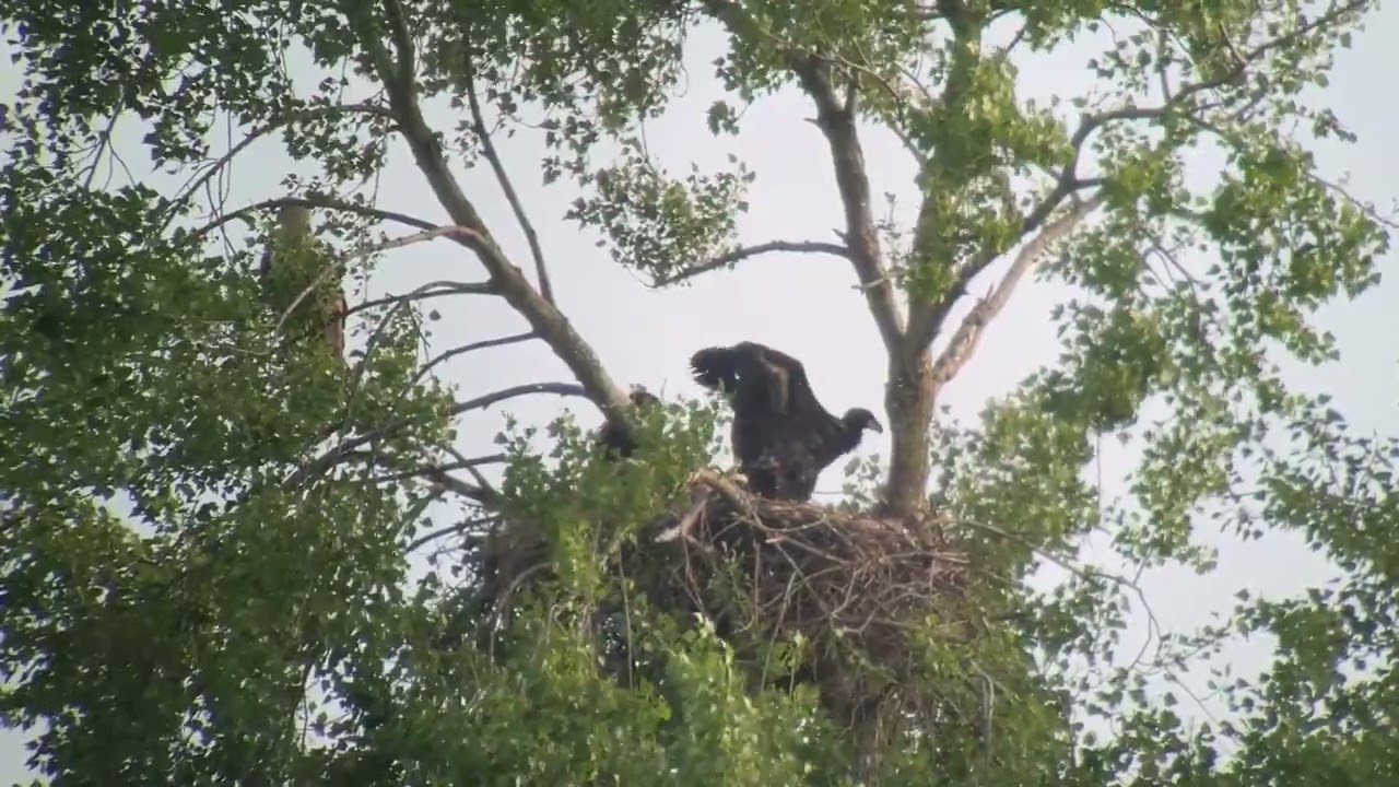 Zeearend (Haliaeetus albicilla) White-tailed Eagle - Zuid-Holland 2025