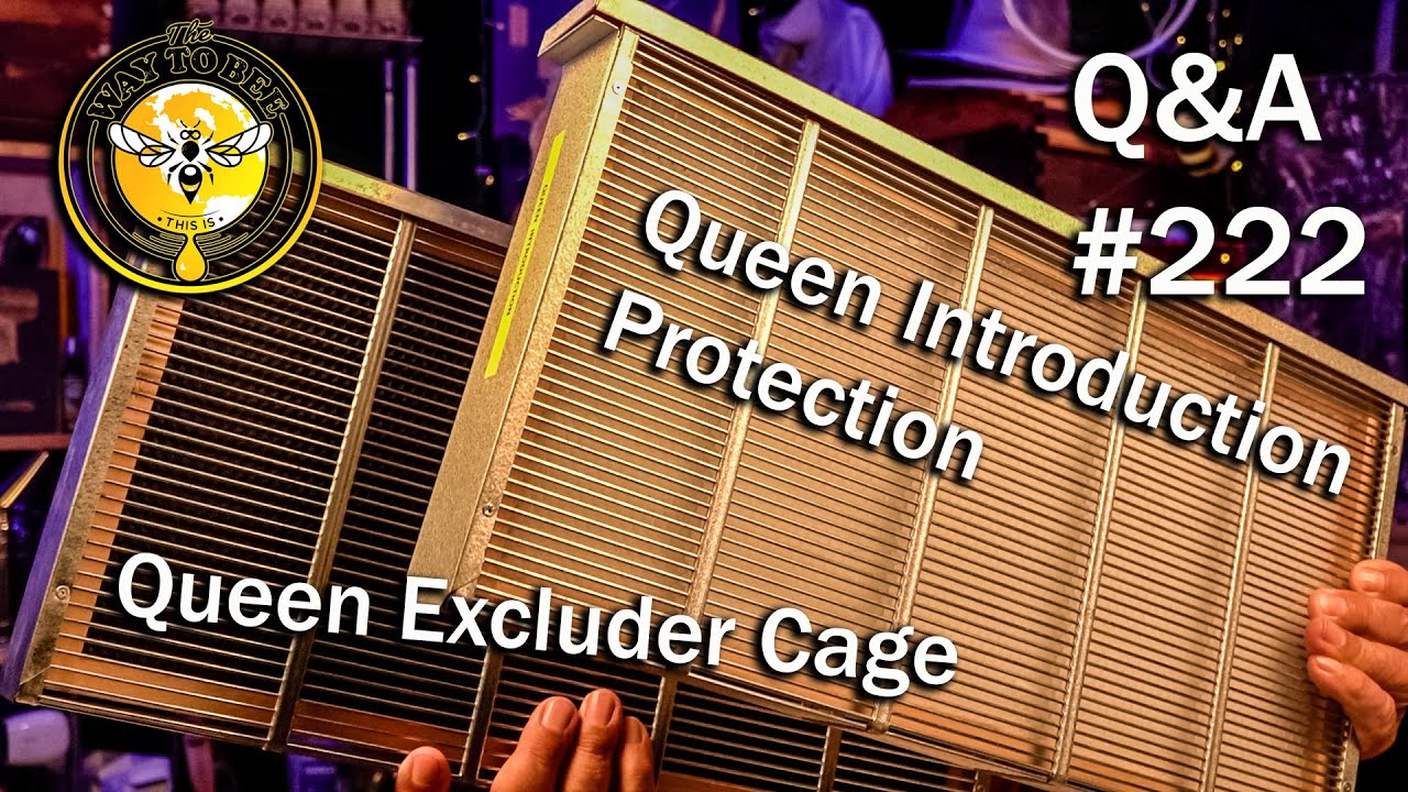 Backyard Beekeeping Questions and Answers Episode 222, Queen Excluder? or Queen Introduction cages.
