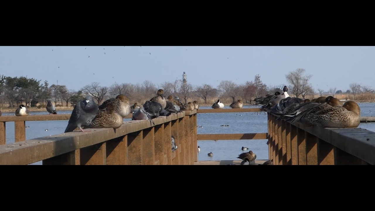 手すりのうえで休息するカモ達 @瓢湖 / Ducks taking a break on the handrail at Hyoko.