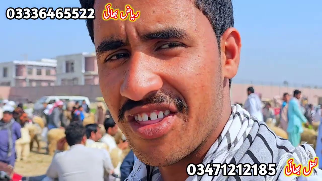 مندرہ منڈی ڈیرہ غازی خان قربانی والے بڑے مندرے بہت مناسب ریٹ جلدی رابطہ کریں 