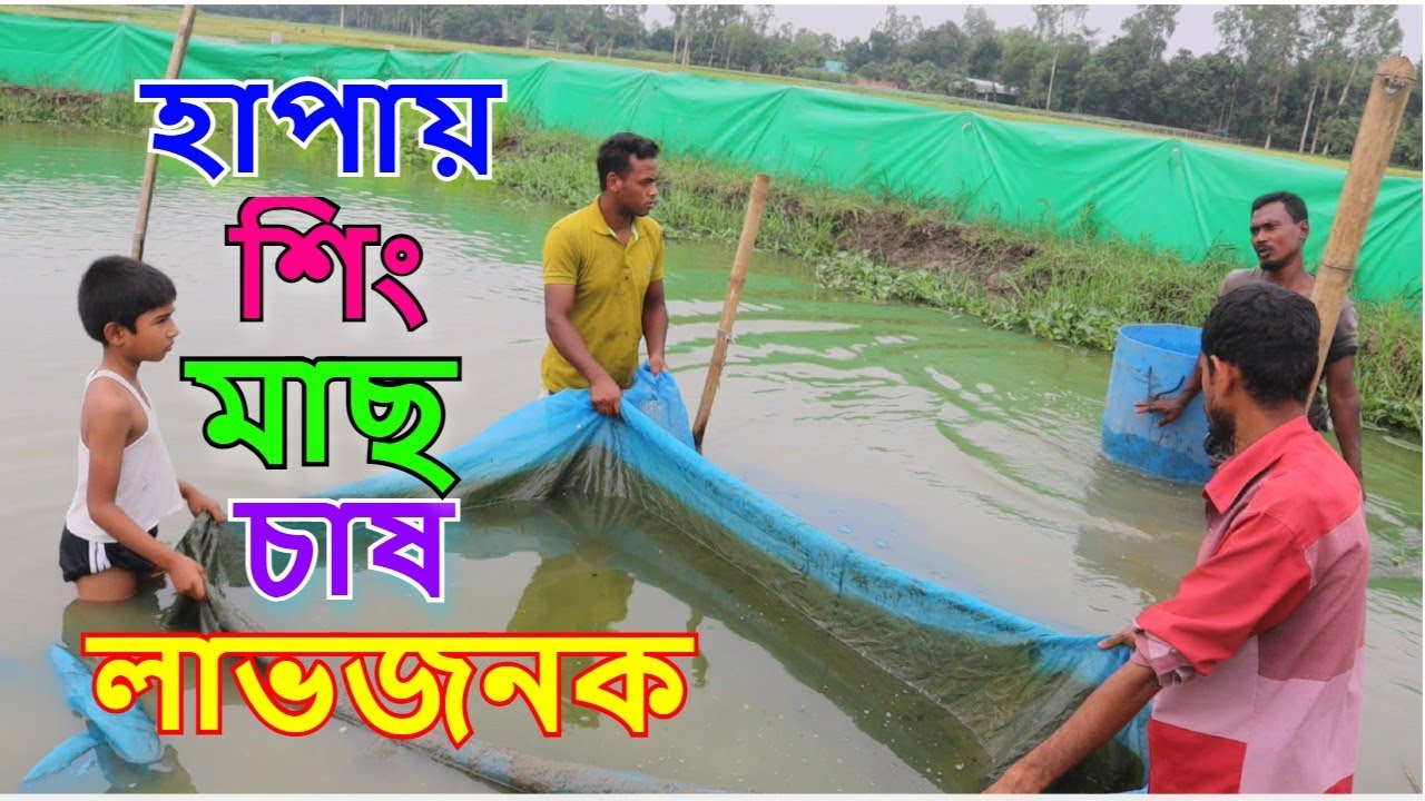 হাপায় শিং মাছের রেণু চাষে ১০০% সফল ।সহজ পদ্ধতিতে মাছ চাষ।রুবেল মিয়া।Mach Bari
