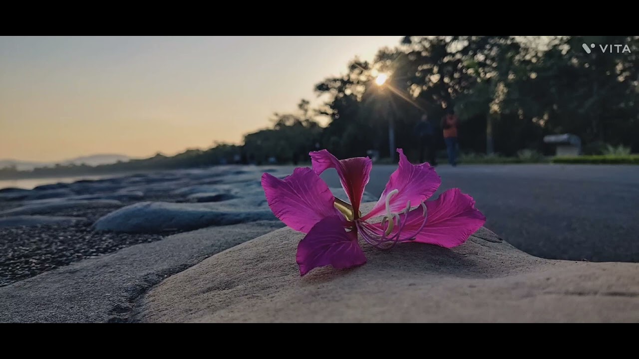chandigarh lake ,flower of kachnar