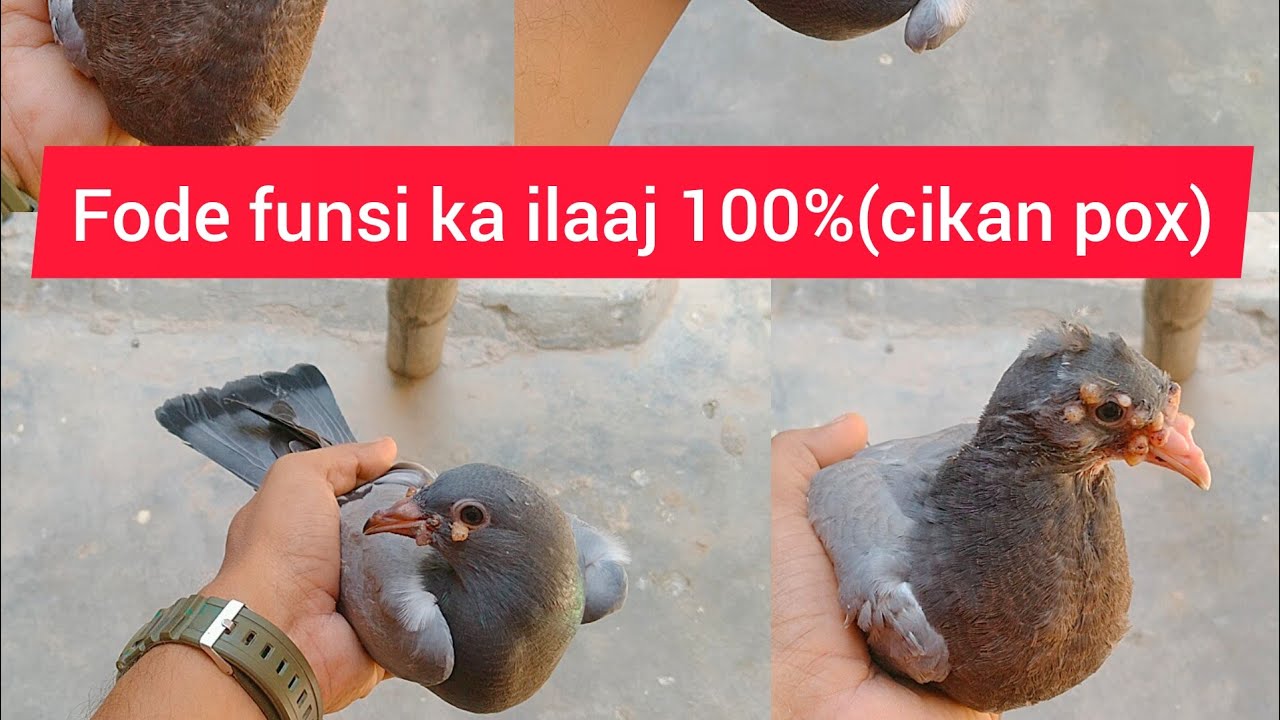 कबूतर के फोड़े फुंसी का इलाज। 100%. kabutar ke fode funsi chechak ka ilaaj.100 % ilaaj fode funsi ka