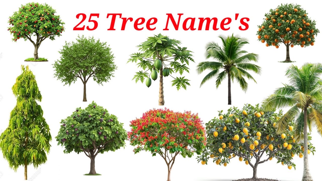 25 Trees Name in English and Hindi | पेड़ों के नाम | Mango Tree Neem , Banyan  | Kids Learning Video