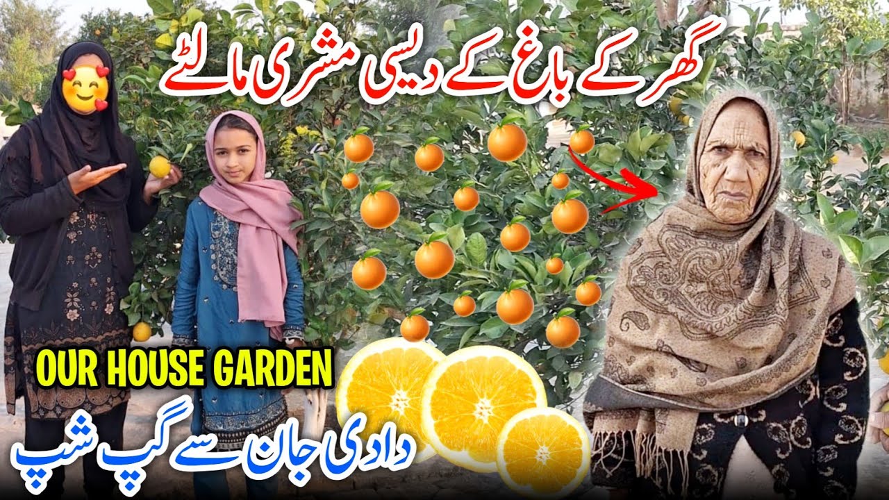 Ghar k Bagh Ka Desi Mechri Malta 🍊 ||Dadi Jaan Se Gup Chup Our House Garden 🏠 💖 