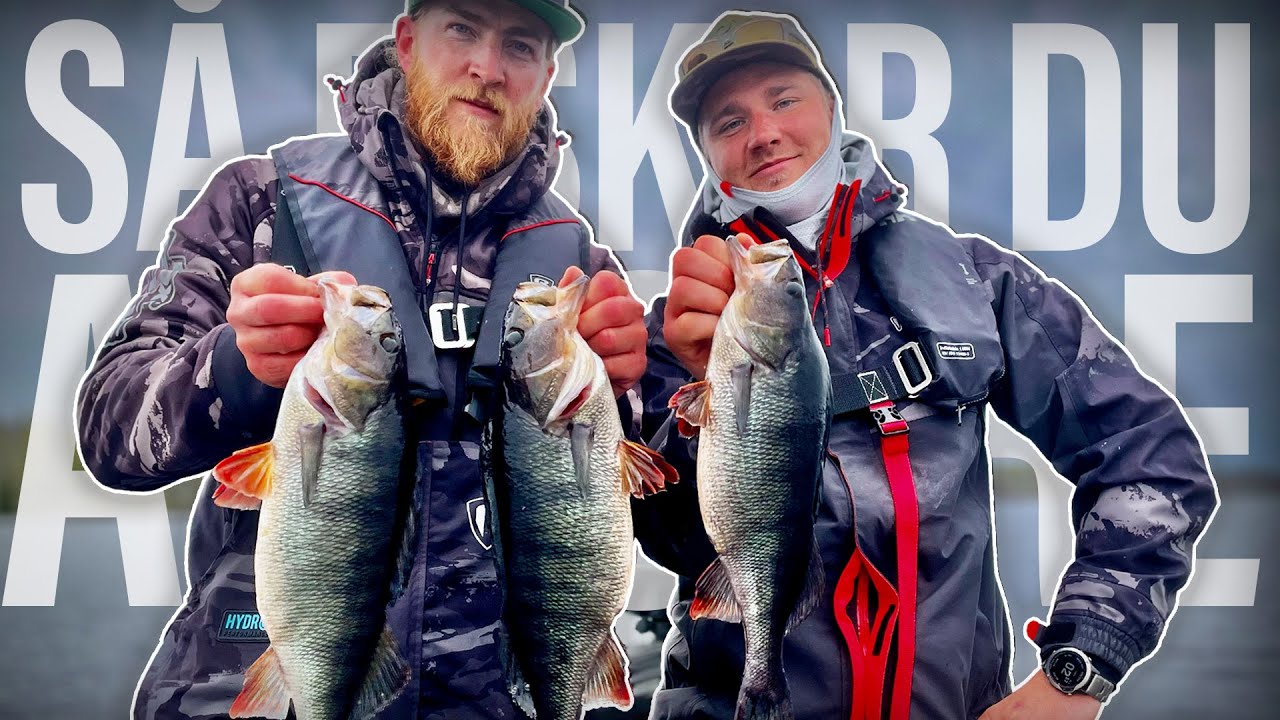 Så fiskar du abborre i insjö!