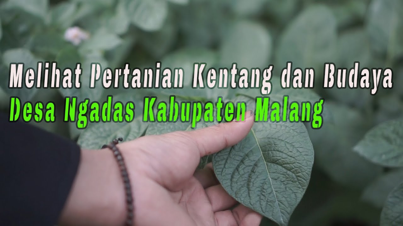 Melihat Pertanian Kentang dan Budaya Desa Ngadas Kawasan Bromo Kabupaten Malang