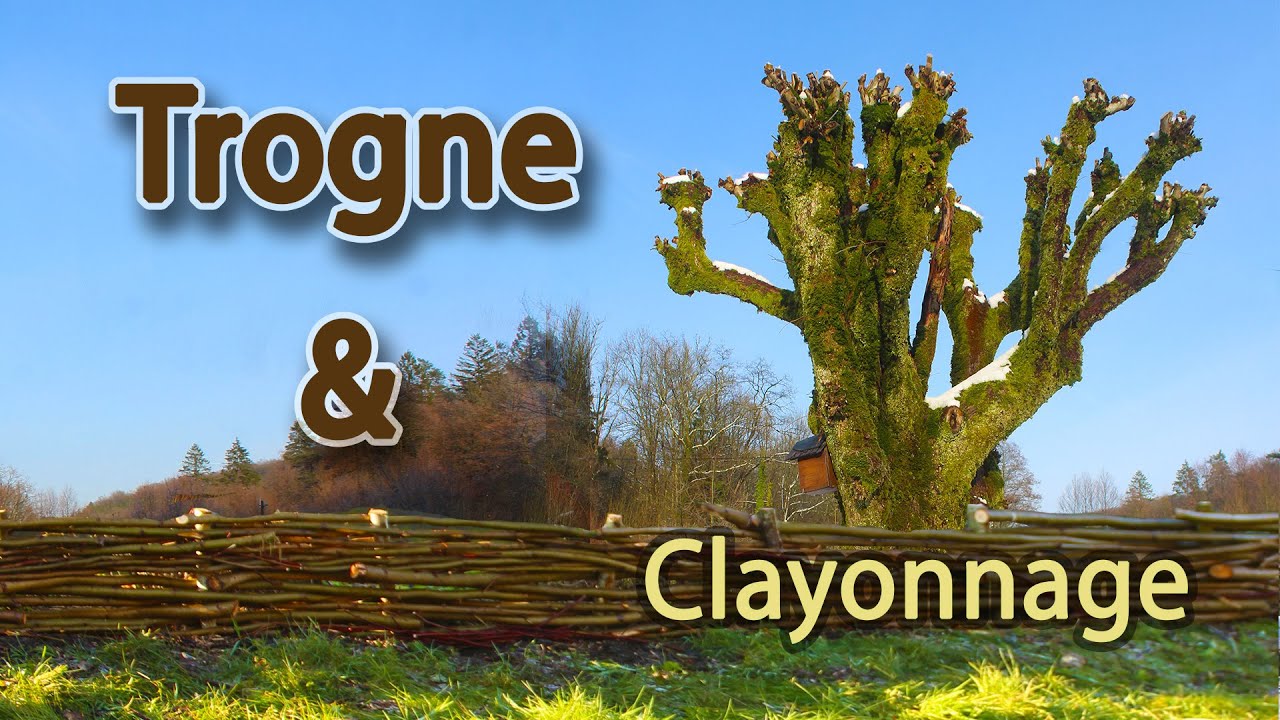 Taille de trogne, petite clôture clayonnée, ou: que faire avec des déchets de taille.