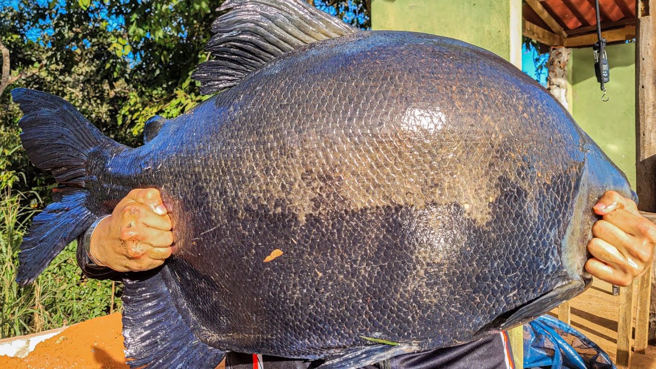 NUNCA VI TANTO PEIXE GRANDE NA SUPERFÍCIE! Lago Verde - Pra Quem Pesca #12