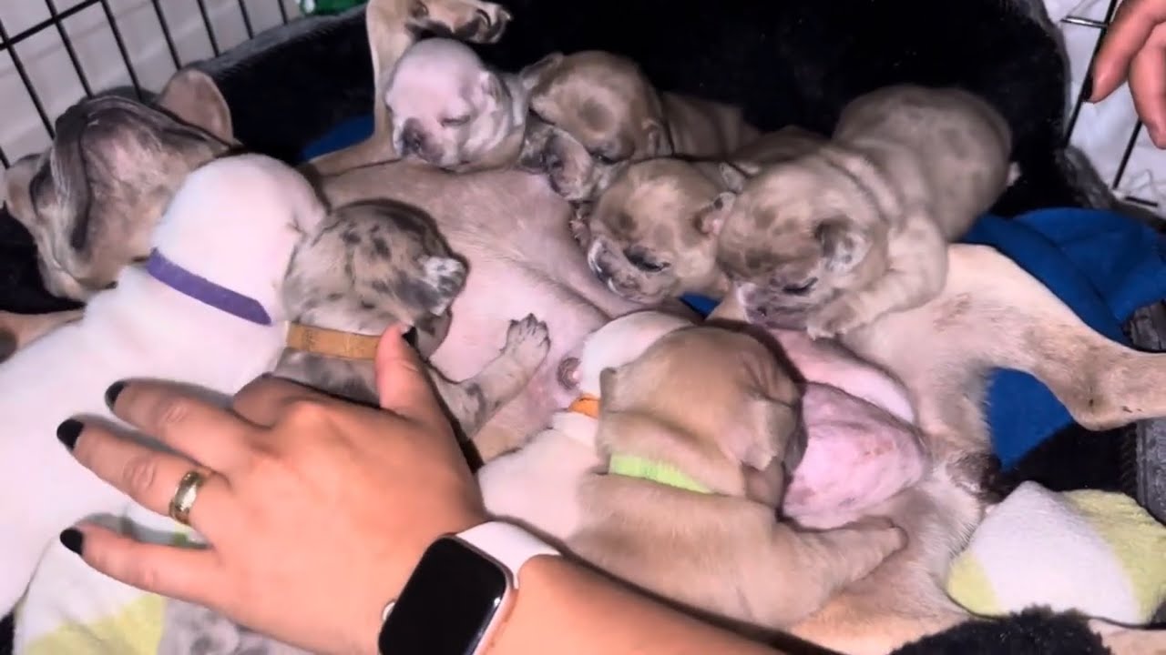 French Bulldog GROWING UP | Day 1 to 30 | Evolution puppies