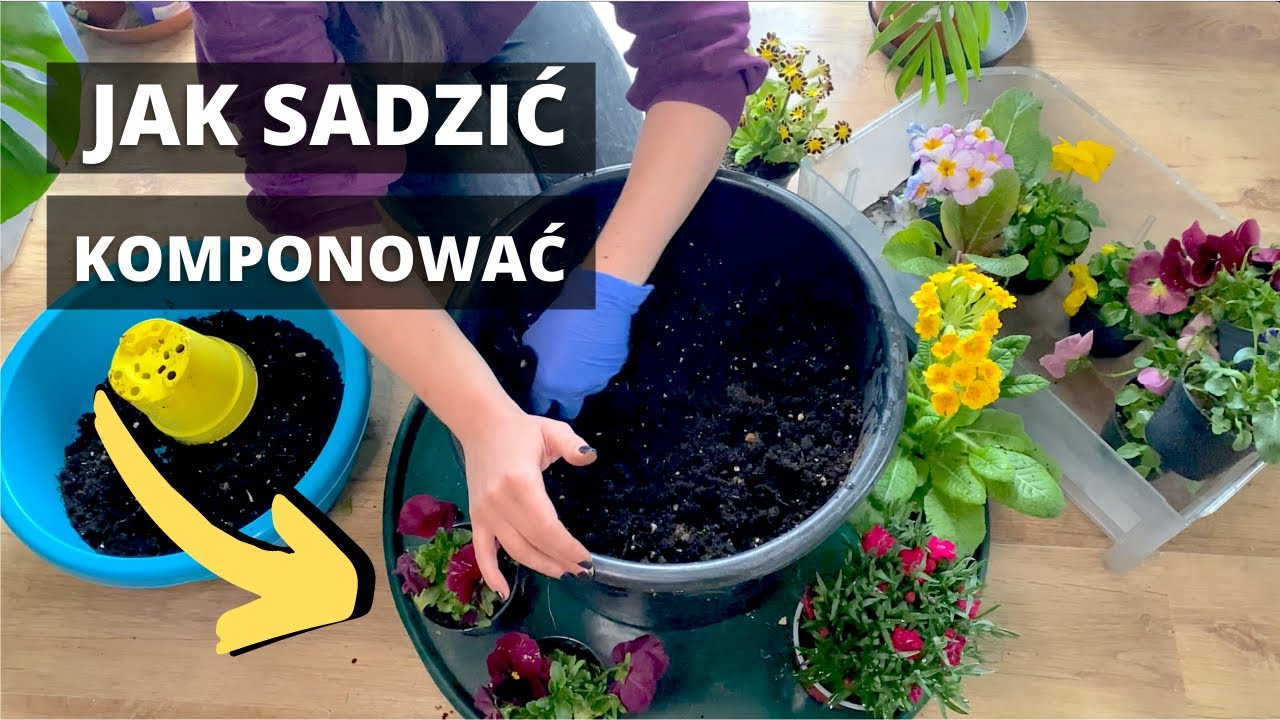 Bratki Prymulki Pierwiosnki goździki na balkon. Jak i kiedy sadzić. Jak komponować