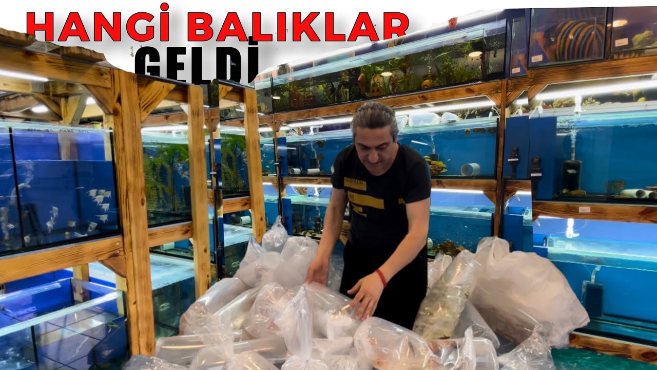 YENİ GELEN İTHAL BALIKLAR, akvaryum balıkları