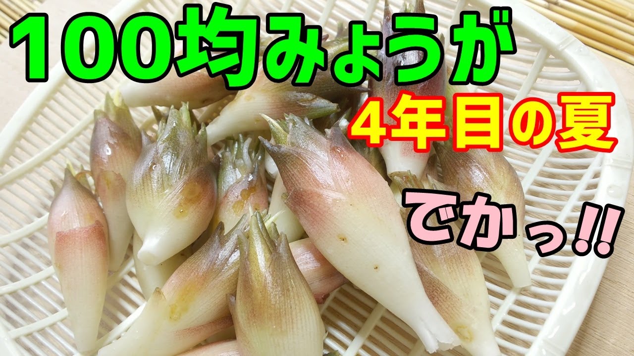 100均のみょうがでサイズも量も満足の収穫！！