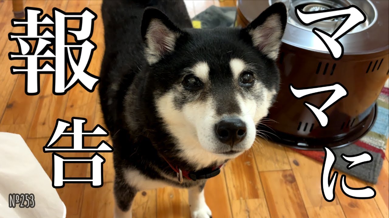 猫に理不尽なことをされたと報告にくる柴犬が可愛すぎた（№253）