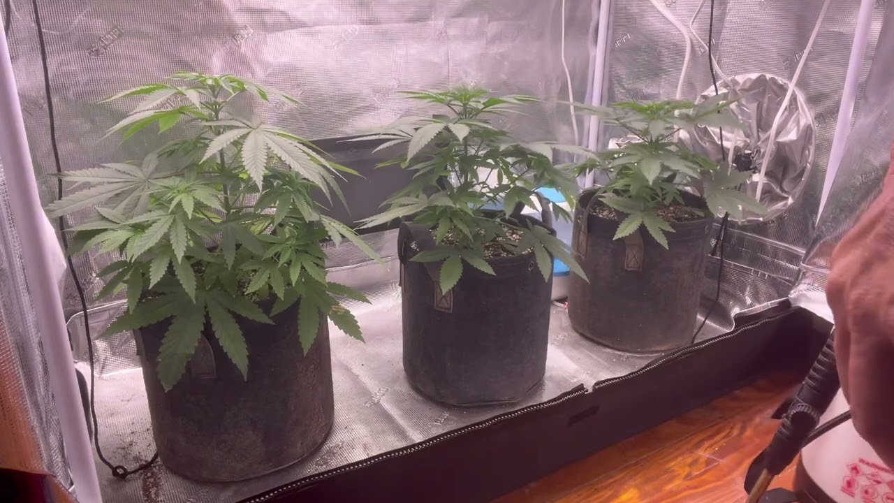 Grow Strong Cup: Early WK 5 update~ Lotus Nutrients & KindLED X80 Review