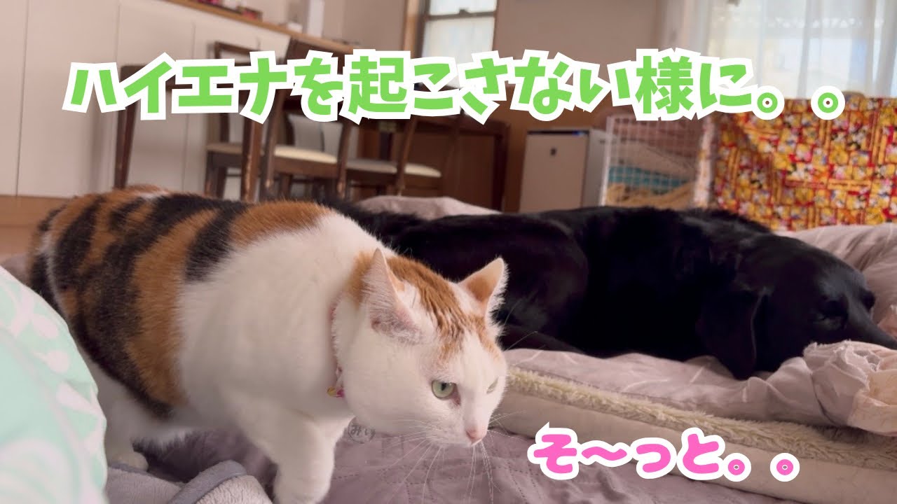 どうしてもママと寝たい！でもハイエナが怖い。。忍者みたいな移動ww