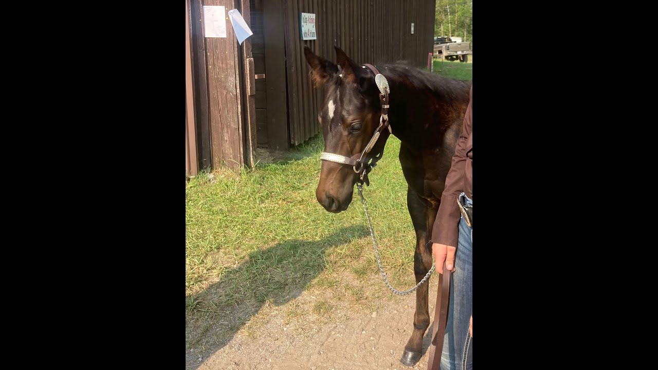 2021 Makin Me Willy Wild  Stud Colt For Sale