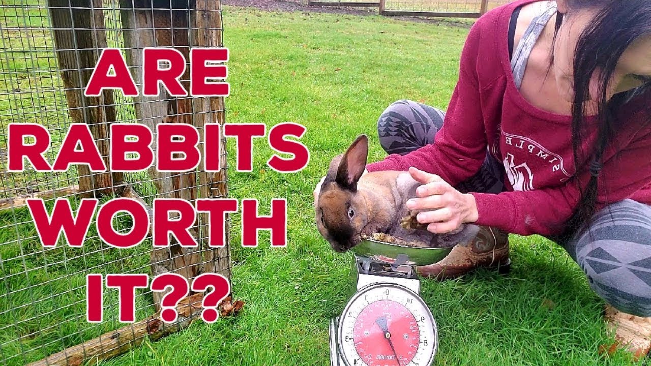 Raising Meat Rabbits - Full Cost Breakdown