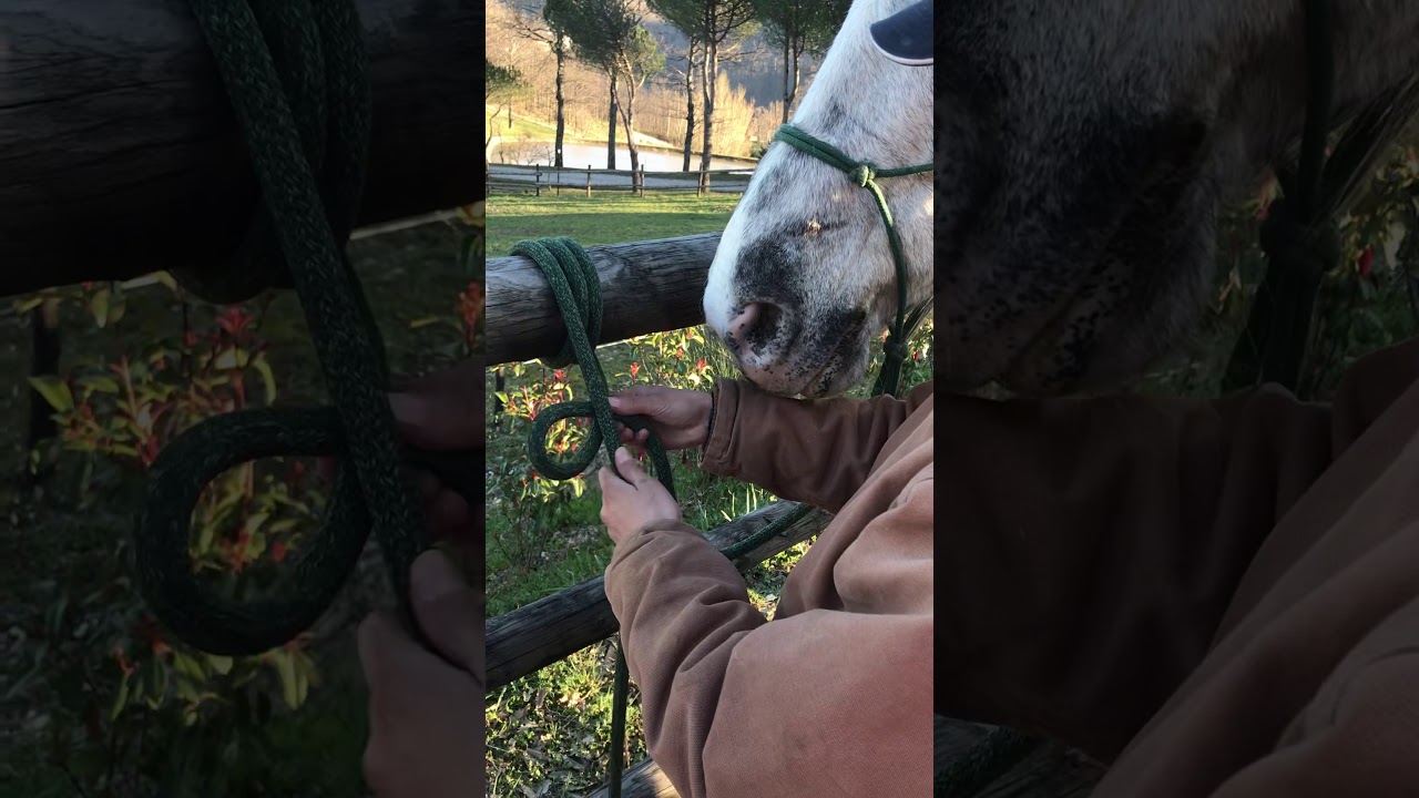 Nodo del Mandriano - Parelli Professional