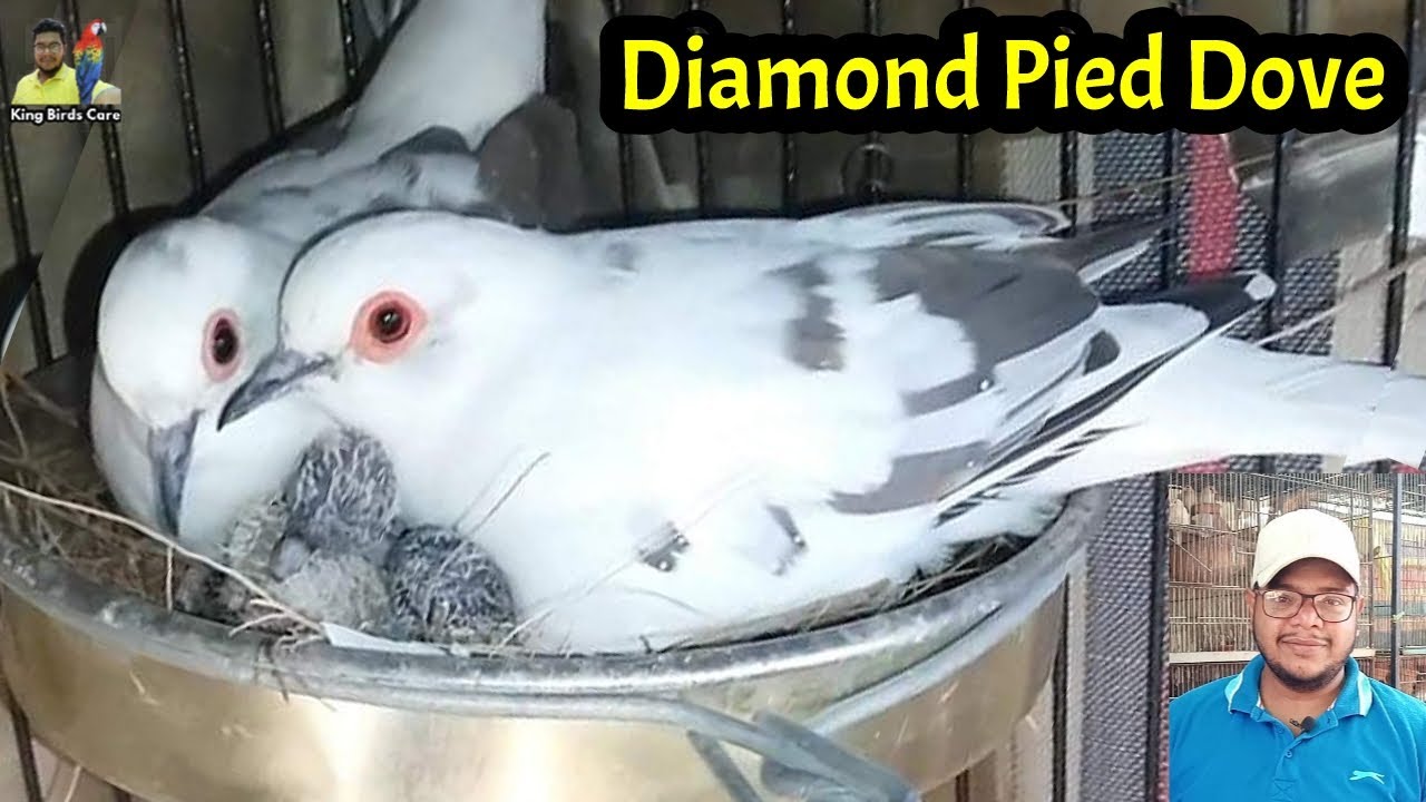 Diamond pied dove | How to buy Pied dove | pied dove breeding progress | pied diamond dove