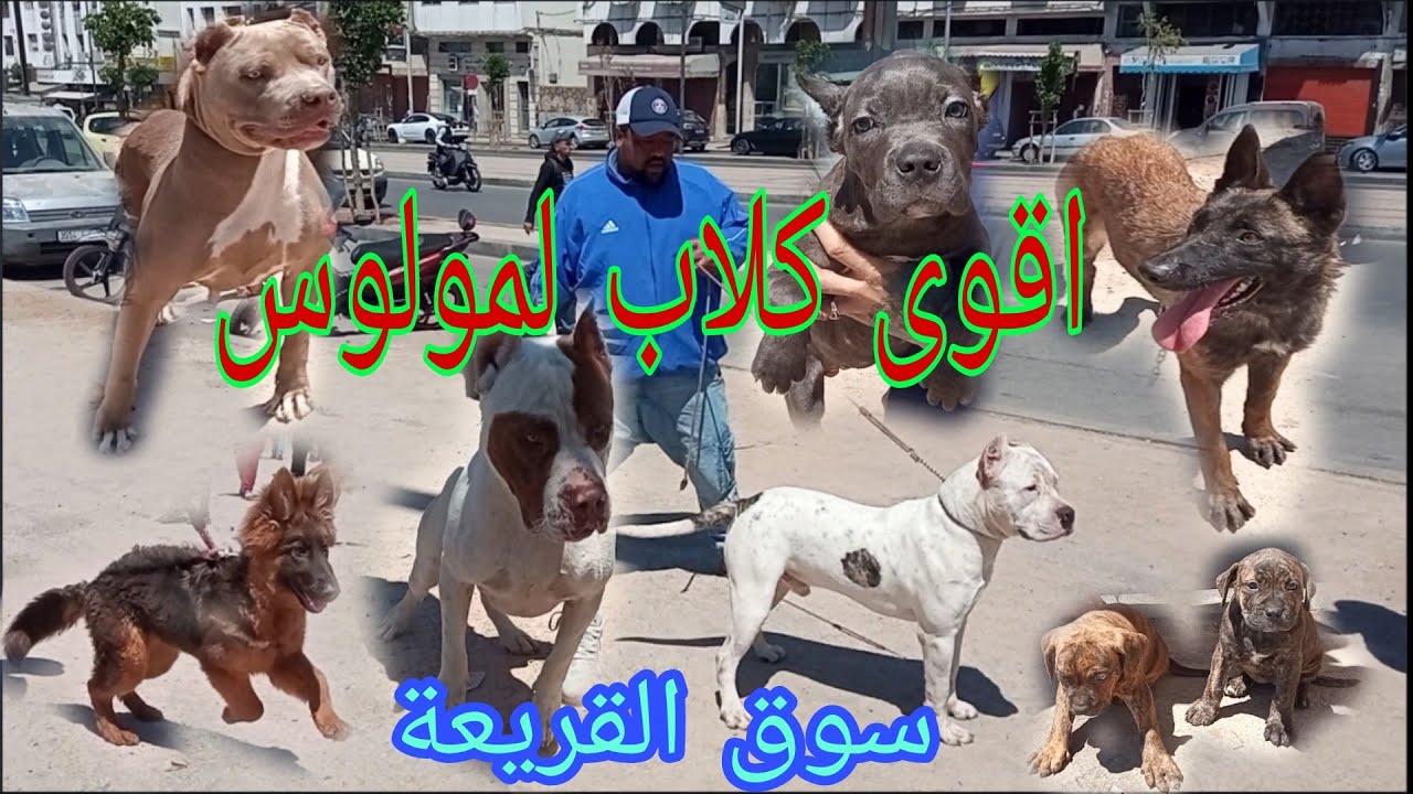 سوق القريعة للكلاب لمولوس دوجو ارجنتيني _امريكان بولي _بريسا كناري _بيرجي ألمو _مالينوا _كين كورسو