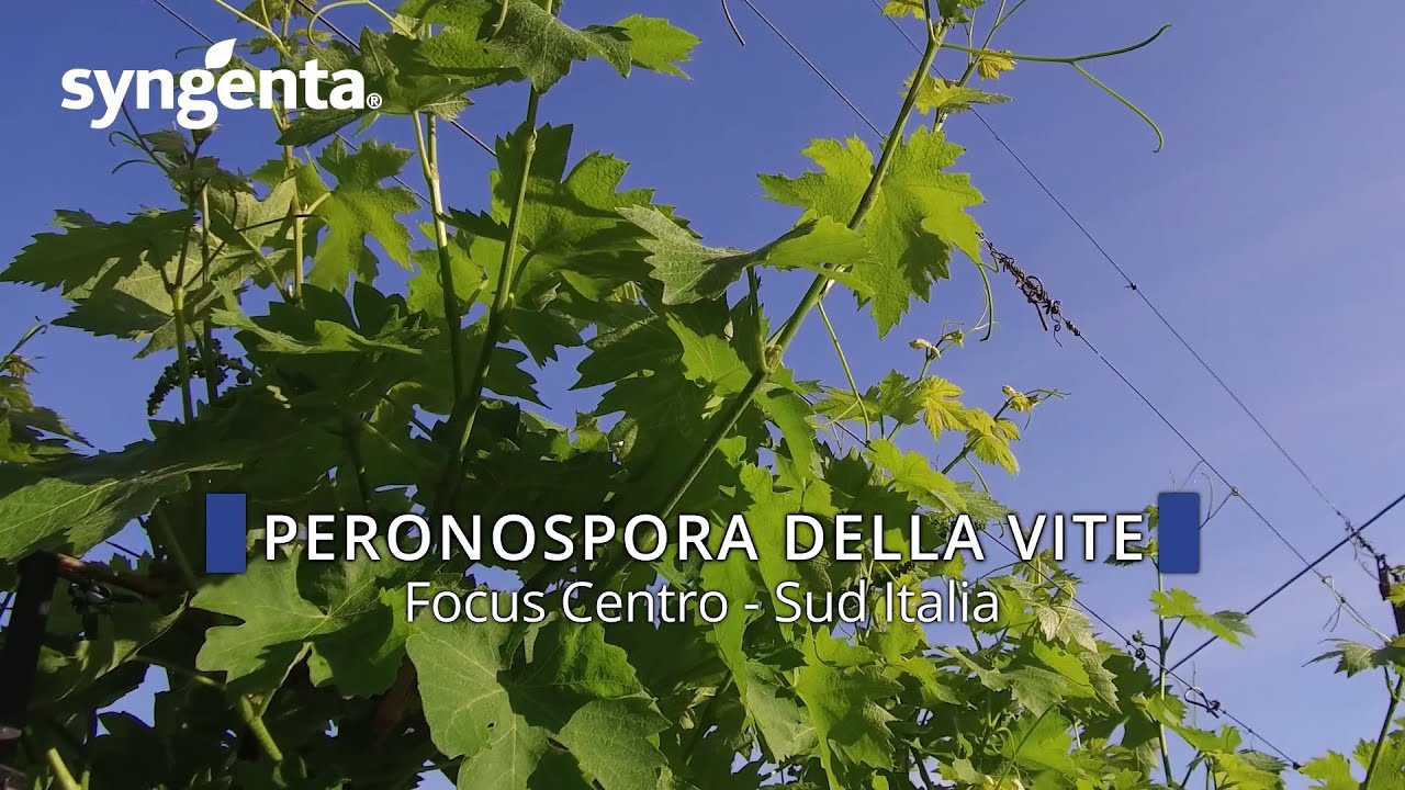 Peronospora della vite, le soluzioni Syngenta per il centro-sud Italia