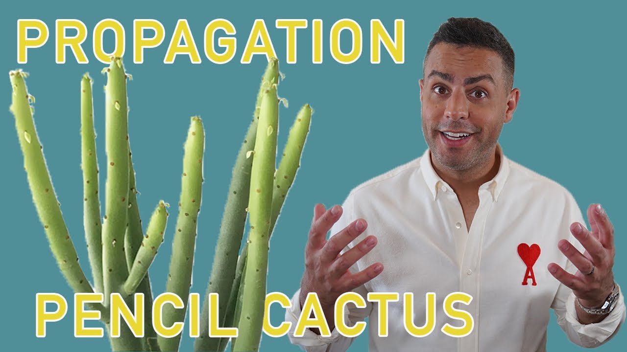 Euphorbia Tirucalli: Propagation and Care Tips For Pencil Cactus! #firesticks #succulents #Euphorbia