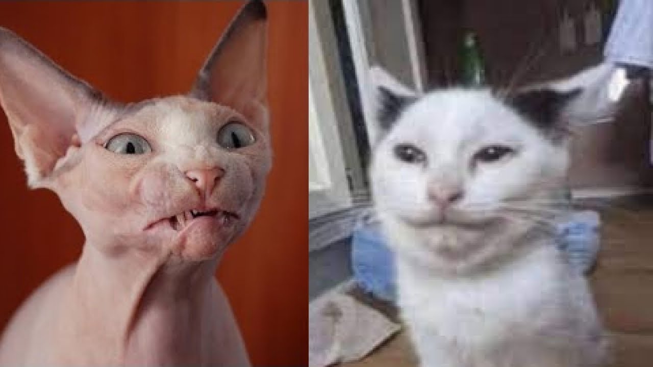 30 МИНУТ 🤣🤪 Лучшие кошачьи неудачи в TikTok: уморительные моменты, которые поднимут вам настроение🤣🤪