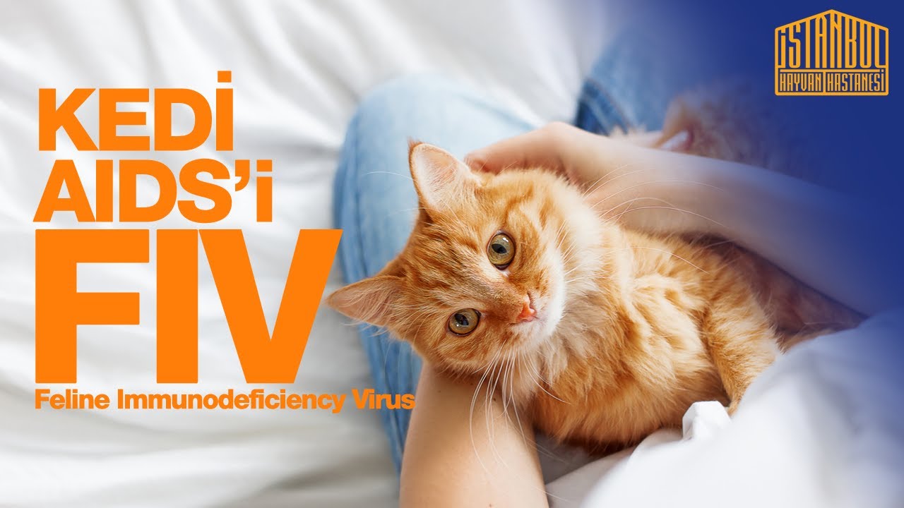 Kedilerde AIDS Hastalığı (FIV virüsü)