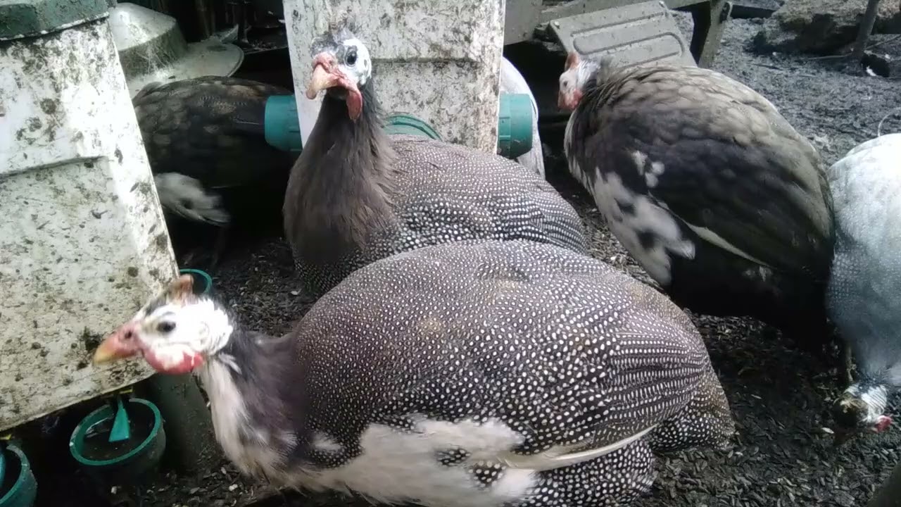 Guinea gang at their feeder and drinker