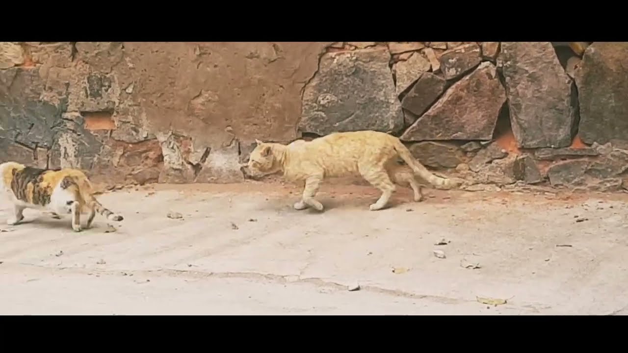 Street Cats Fighting | Funny Cats 
