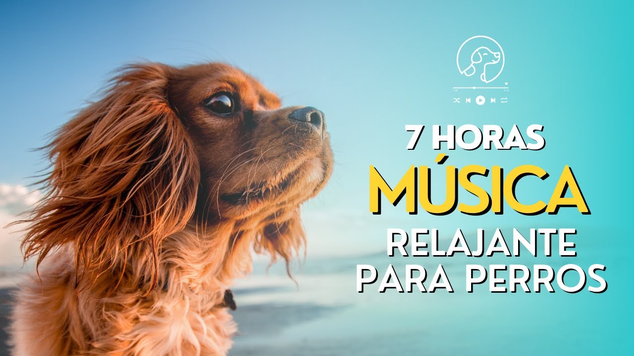 Música relajante para dejar perros solos en casa - 7 horas de sonidos para reducir su ansiedad
