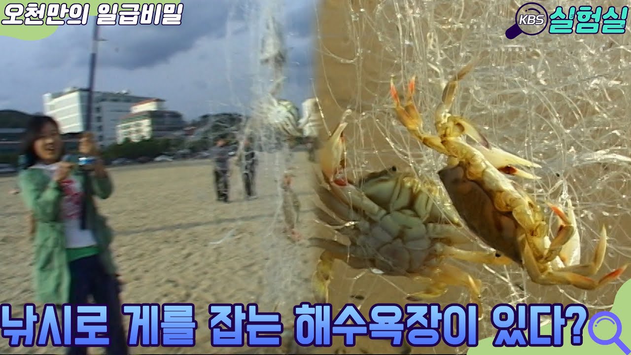 [인생실험] 낚시로 게를 잡는 해수욕장이 있다? [오천만의 일급비밀] KBS 20071111 방송