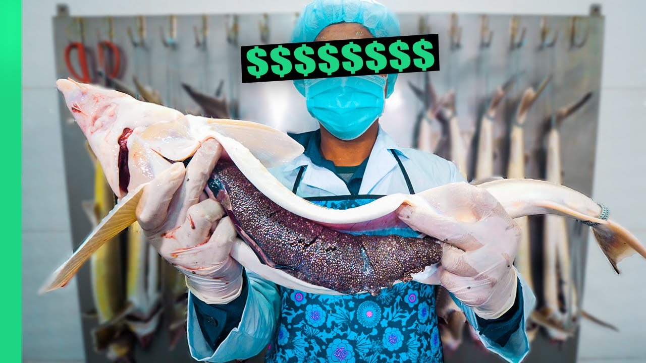 Why Caviar is so DANG Expensive!!! From Farm to Fine Dining!!