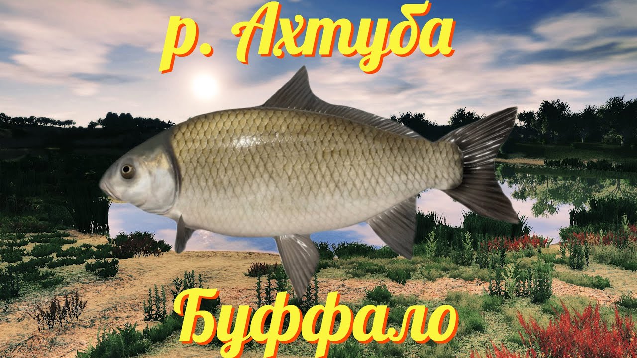 Русская рыбалка 4 • р. Ахтуба Буффало • рр4 от ЧокопайТВ