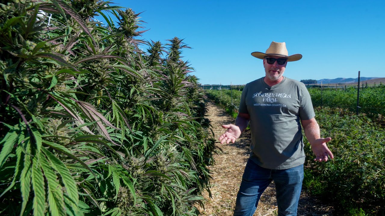 Sonoma Hills Farm Harvest Video