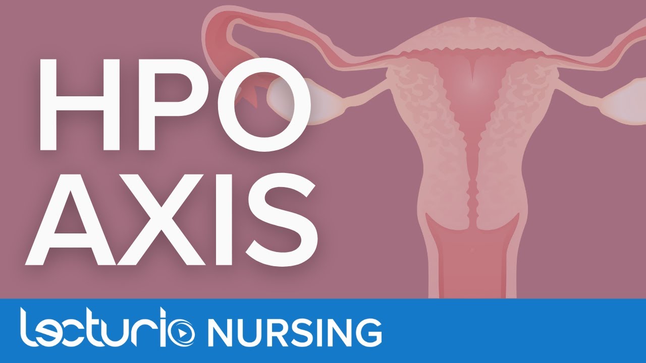 The Hypothalamic Pituitary Ovarian Axis | Menstrual Cycle Part 1