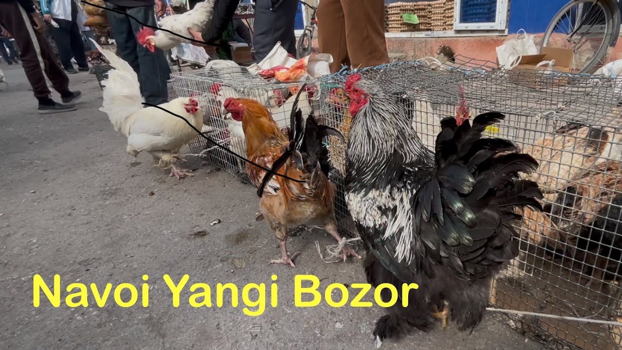 NAVOIY YANGI BOZOR / TOVUQ BOZOR BAHORGI NARXLARI 2025