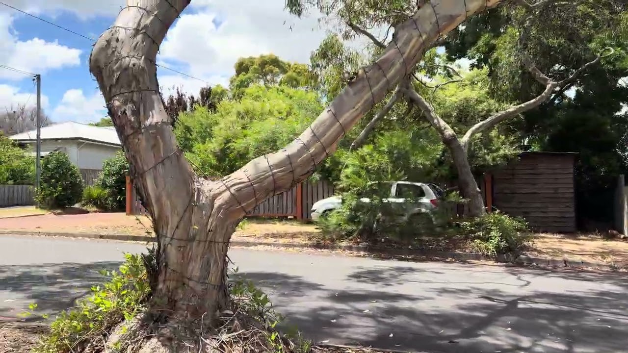 Walking down Le Souef Street in Margaret River #westernaustralia #walkingtour 
