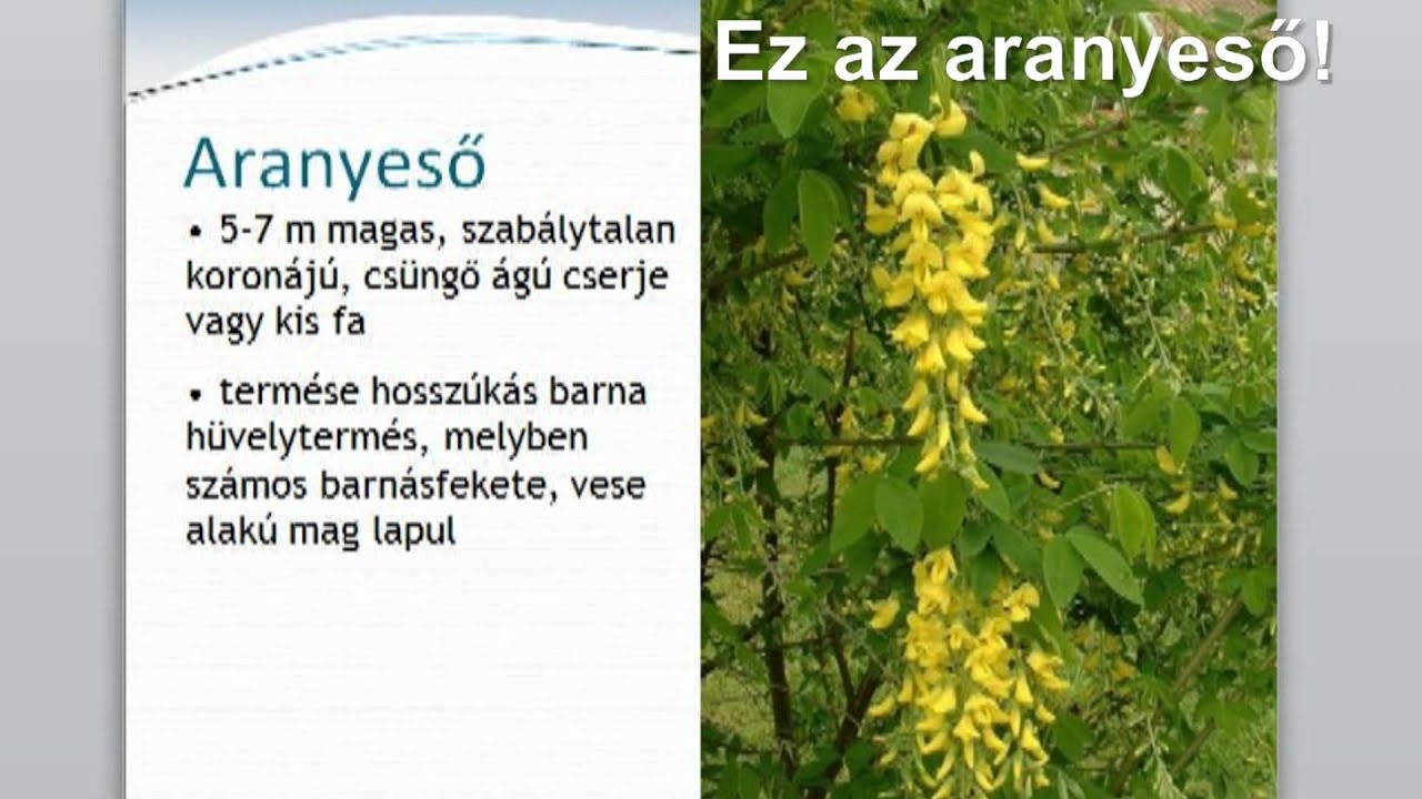 M&eacute;rgező n&ouml;v&eacute;nyek: csattan&oacute; maszlag, angyaltrombita, aranyeső