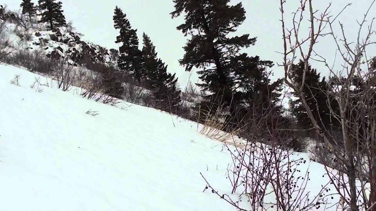 Cougar running