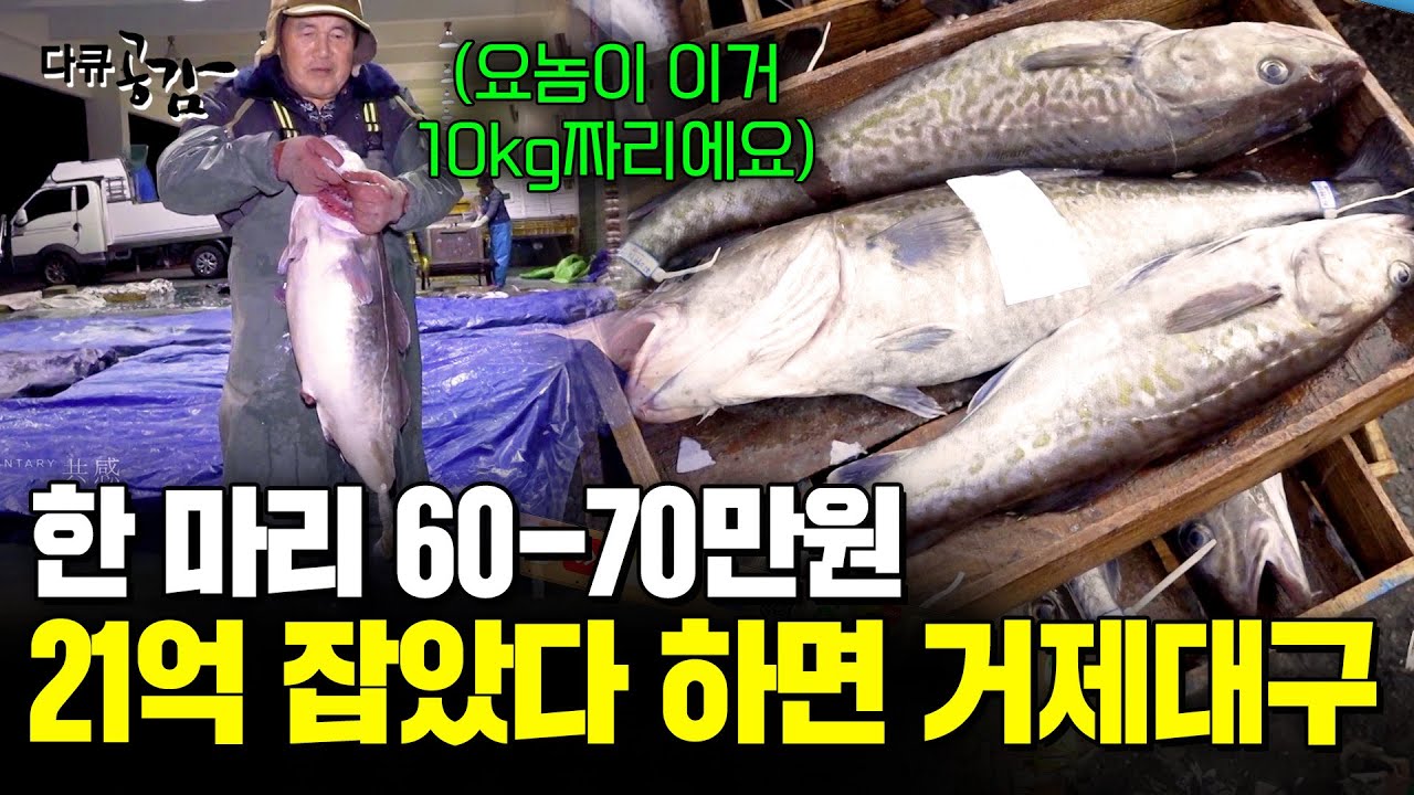한마리에 70만원? 겨울철 살이 통통하게 올라온 거제 대구, 버릴 것이 없다! [다큐공감] | KBS 190224