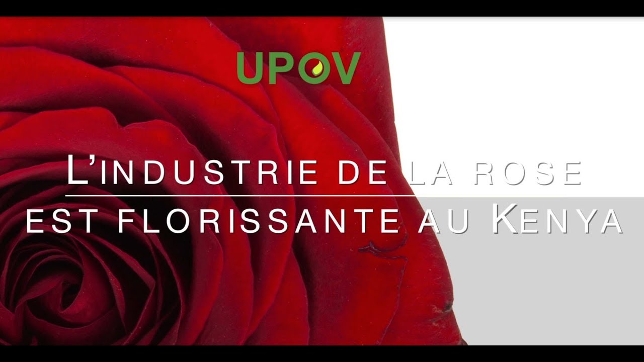 (Kenya)  L’industrie de la rose est florissante au Kenya
