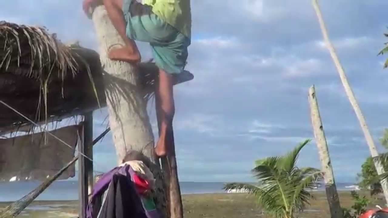 Monkey Man Climbs Coconut  Tree CAPTAIN DOME CLIMBS 44 FooT COCONUT TREE  USING HANDS & FEET ONLY